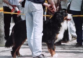 Murane CACS